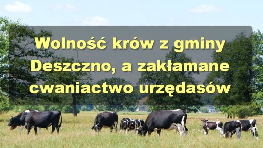 Krowy z Deszczna